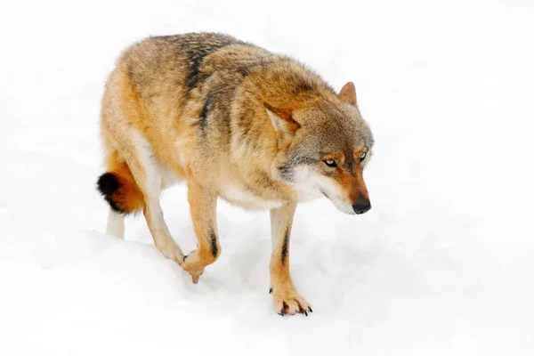 Grå ulv om vinteren skov - Stock-foto