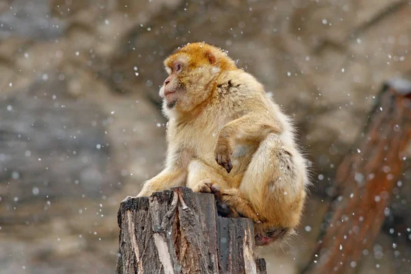 Kayanın üzerinde oturan Barbary makak — Stok fotoğraf