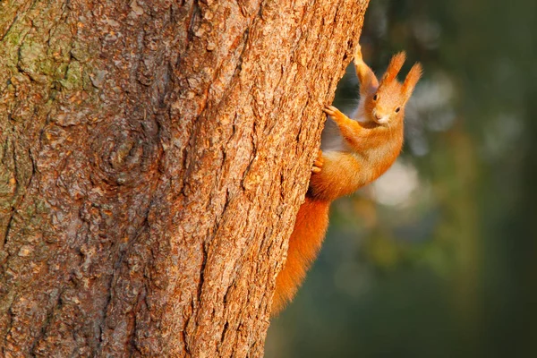 Cute squirrel with long pointed ears