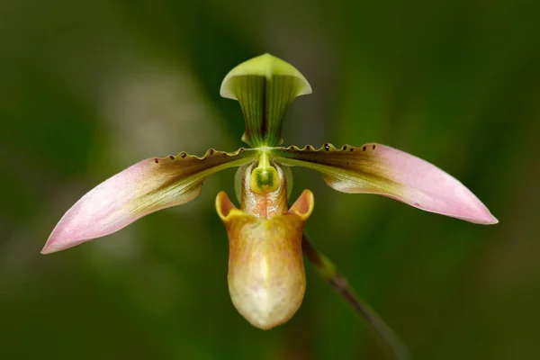 Dzika Orchidea kwiat kwitnący — Zdjęcie stockowe