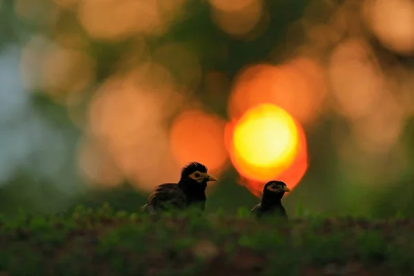 Oiseau Myna commun du Sri Lanka — Photo