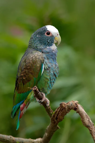 Vacker papegoja fågel i naturen livsmiljö — Stockfoto