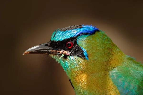 Коронований Синій птах Motmot — стокове фото