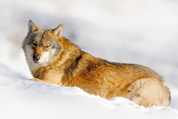 Grijze wolf in winter forest — Stockfoto