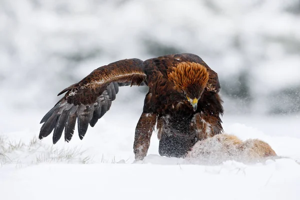 Golden Eagle with prey in snowy winter — Stock Photo, Image