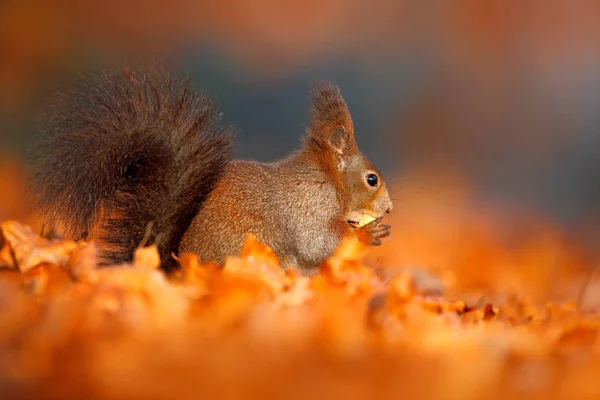 Carino scoiattolo con lunghe orecchie appuntite — Foto Stock