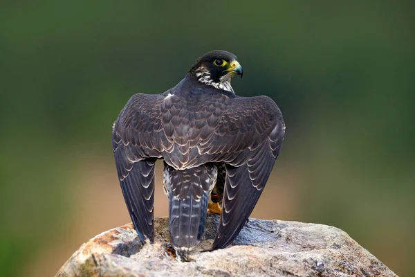 Caça Peregrine Falcon pássaro — Fotografia de Stock