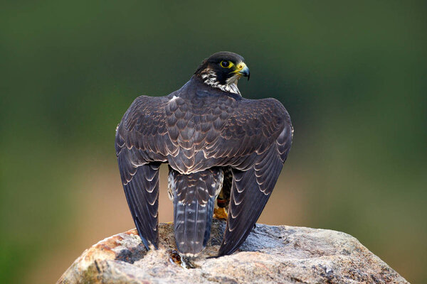 Hunting Peregrine Falcon bird