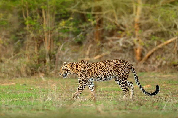 Caminando leopardo de Sri Lanka — Foto de Stock