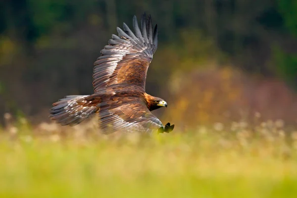 Eagle bird flying in wilderness