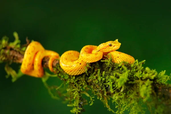 Serpiente venenosa amarilla —  Fotos de Stock