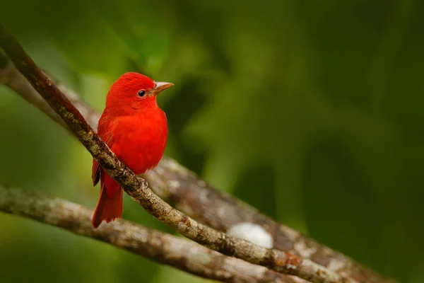 Summer Tanager in green vegetation — Stock Photo, Image