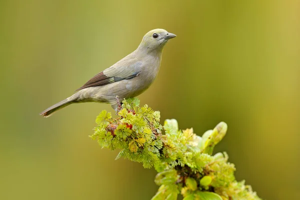 녹색 식물에 팜 Tanager — 스톡 사진