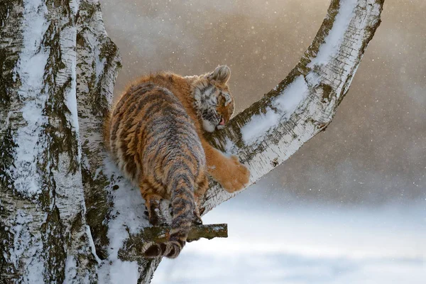 Τίγρη στο δέντρο λάρυκος (αγριοπεύκης) — Φωτογραφία Αρχείου