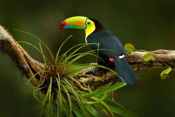 Тукан сидить на гілці в тропічному дощі — стокове фото