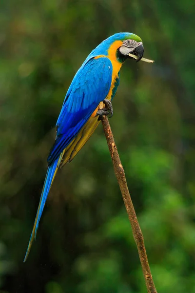 Bellissimo uccello pappagallo in habitat naturale — Foto Stock