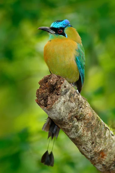 Motmot kuş Mavi tepeli — Stok fotoğraf