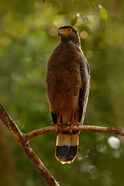 Хохлатый змей-орел , — стоковое фото