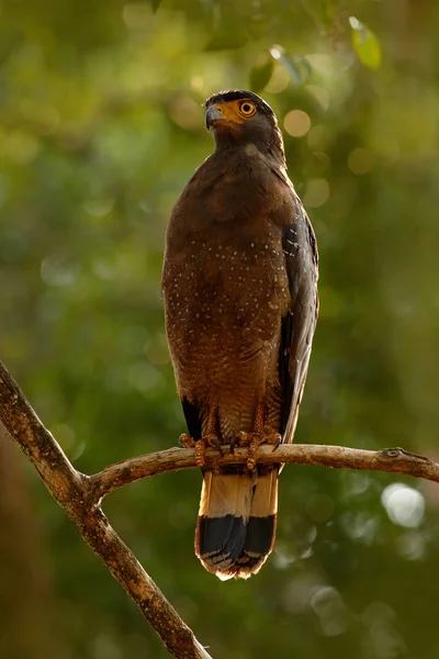 Águila serpiente crestada , —  Fotos de Stock