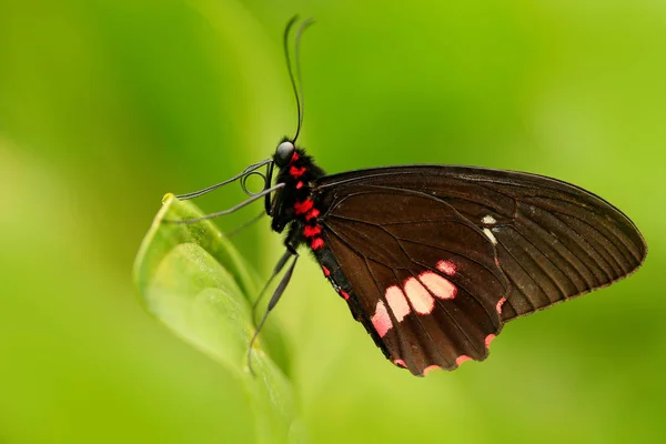 Gemeiner Mormon schöner Schmetterling — Stockfoto