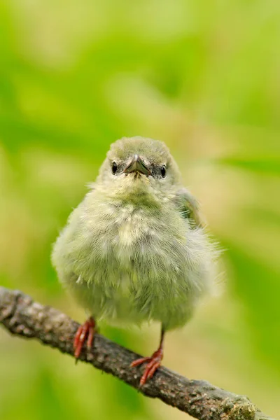 Blecherner Singvogel im Lebensraum — Stockfoto