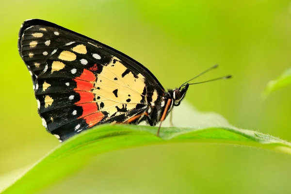 Kelebek Kosta Rika dan — Stok fotoğraf