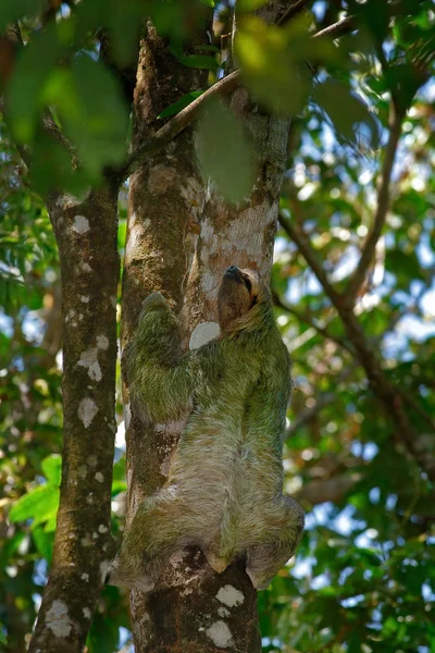 Sloth hidden in the dark green vegetation