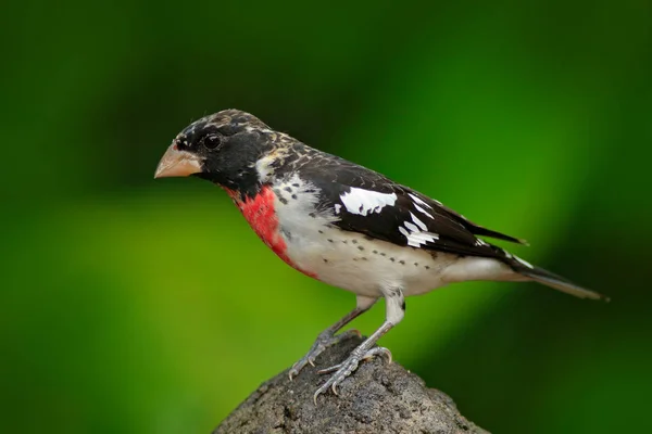 Hermoso tanager en el hábitat verde —  Fotos de Stock