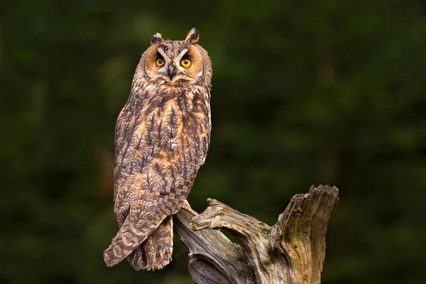 Hermoso búho en hábitat natural — Foto de Stock