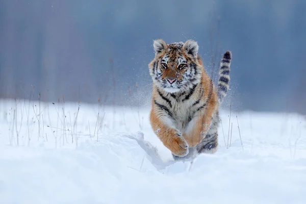 Бегущий тигр со снежным лицом — стоковое фото