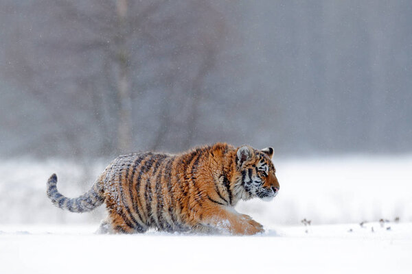 Running tiger with snowy face