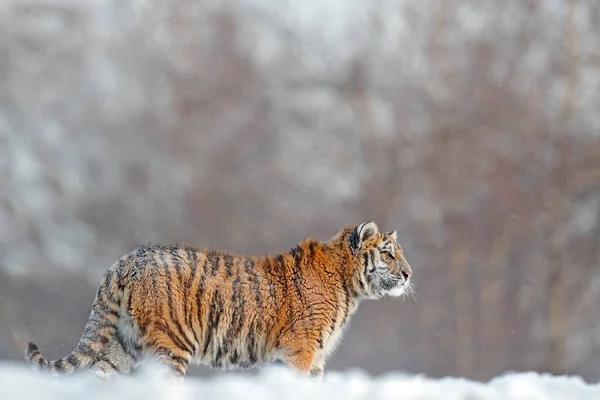 Correndo tigre com rosto nevado — Fotografia de Stock