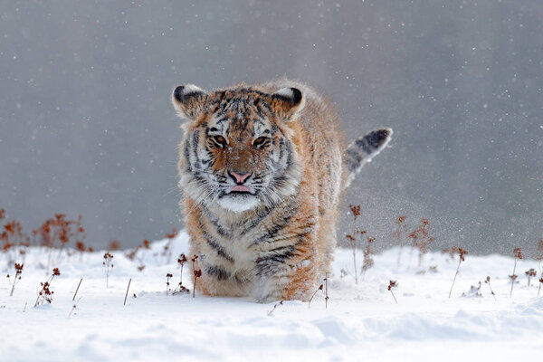 Running tiger with snowy face