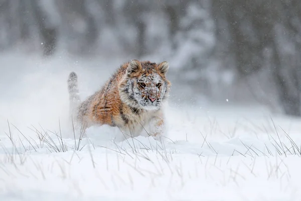 Running tiger with snowy face