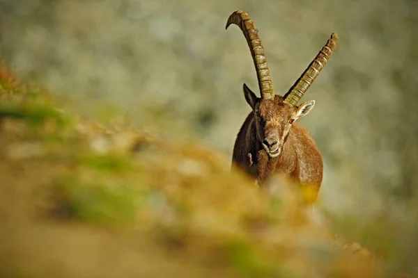 Antler Alpine Ibex с цветными камнями — стоковое фото