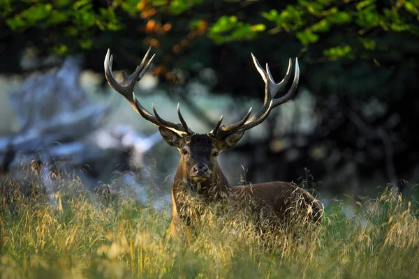 Cerf rouge adulte puissant — Photo