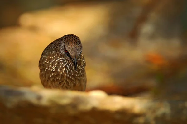 Oiseau africain Babbler marqué aux flèches — Photo