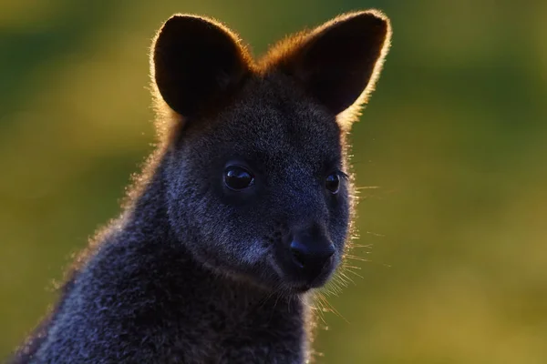 Wallaby pantano del este de Australia —  Fotos de Stock