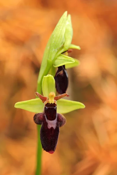 Dzika Orchidea kwiat kwitnący — Zdjęcie stockowe
