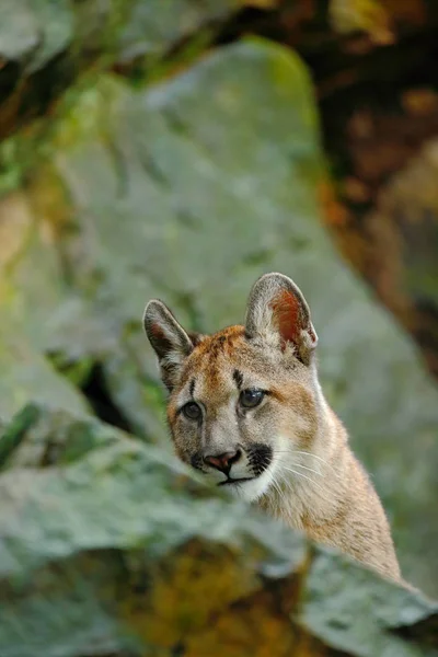 Puma concolor veszélyt az állatok — Stock Fotó