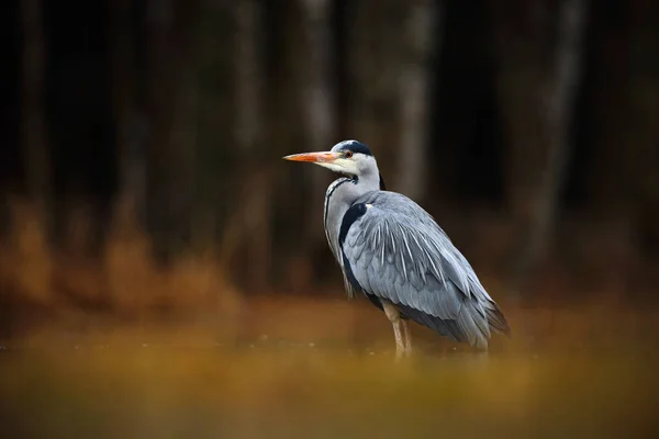 Oiseau Héron gris en pleine nature — Photo
