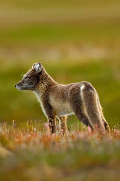 Fjällräv i naturen livsmiljöen — Stockfoto