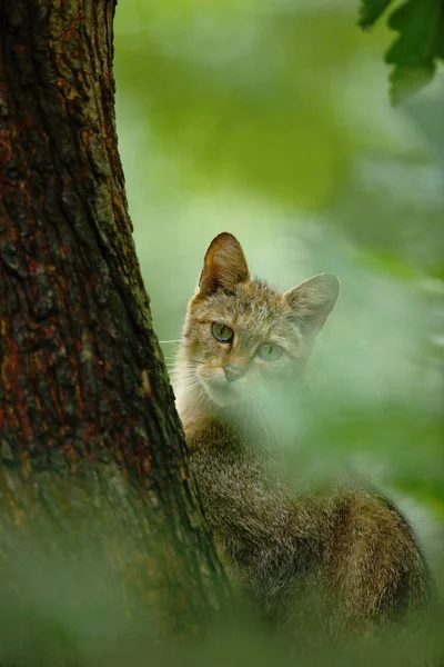 Gato selvagem em habitat florestal — Fotografia de Stock