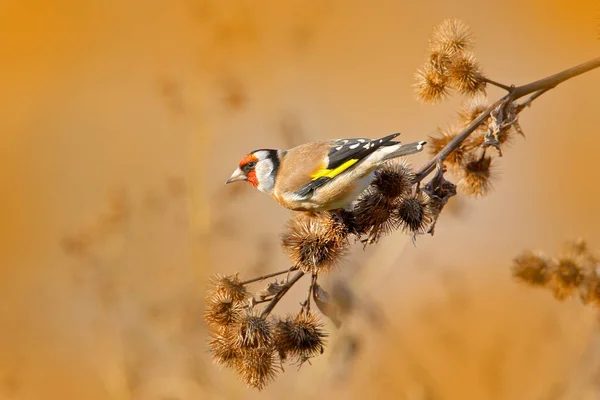 European Goldfinch sitting on thistle — Stock Image European Goldfinch sitting on thistle Royalty Free Stock Images