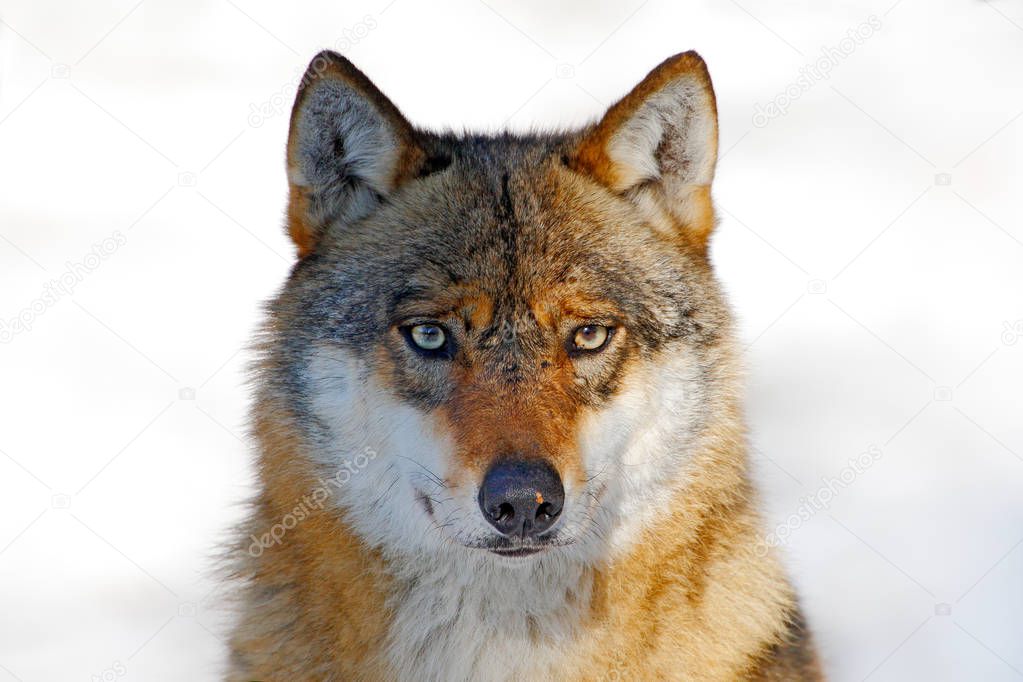 Gray wolf in winter forest