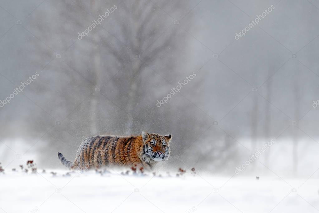 Running tiger with snowy face