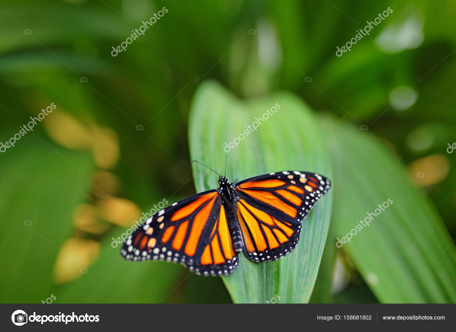Papo -Pintado A Mano - Figura -Reino Animal Salvaje - Mariposa Amarilla  Nublada -50288 -Coleccionable - Para Niños - Adecuado, image size:1600x1167