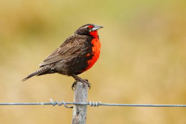 Uzun kuyruklu Meadowlark dalı