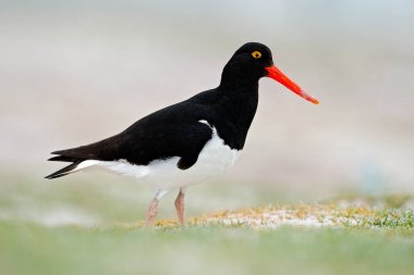 Amerikan Oystercatcher su kuşu dalga