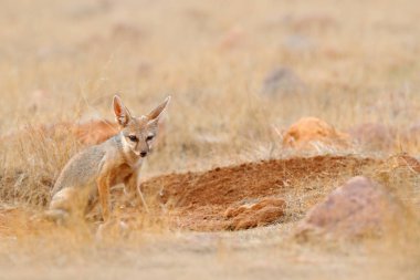 Bengal Fox Ranthambore Milli Parkı'nda